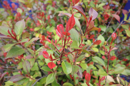 Leaves and branches of a bush with red and green leaves.の写真素材