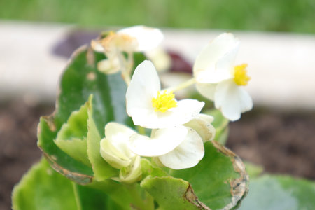 White flowers of Begonia semperflorensis in springの写真素材