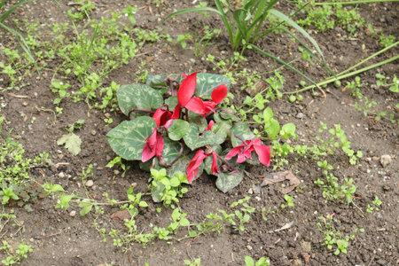 Red cyclamen (Cyclamen persicum) plant in the gardenの写真素材