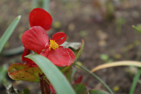 Red flowers in the garden, closeup of photo with shallow depth of fieldの写真素材