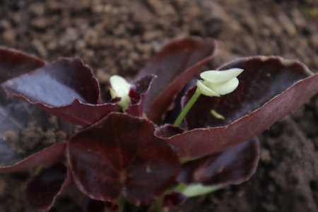 Flowering plants in the garden, close-up view.の写真素材
