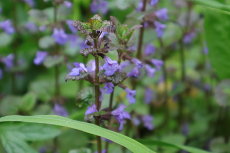 Purple flowers in the forest, close-up, shallow depth of fieldの写真素材