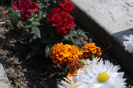 Flowerbed with roses, daisies and marigoldsの写真素材