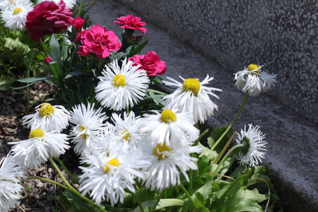 Daisy and daisies in a flowerbed on a graveの写真素材