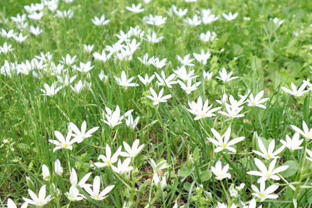 White flowers in the grass, close-up. Spring background.の写真素材