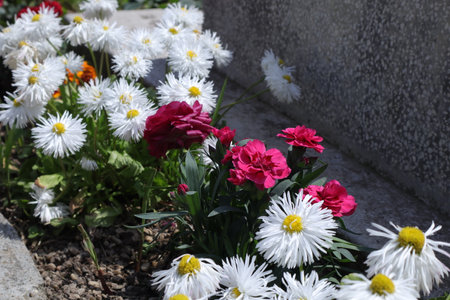 Flowerbed with white daisies and red chrysanthemumsの写真素材