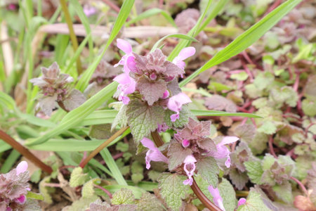 Lamium purpureum (Lamium purpureum)の写真素材