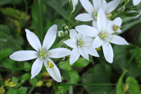 Close up of white flowers in the garden. Shallow depth of field.の写真素材