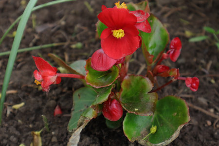 Begonia semperflorensis, red flower in the gardenの写真素材