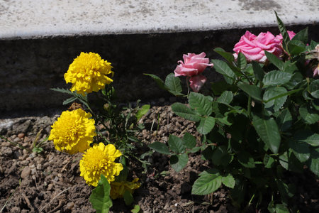 Yellow and pink marigold flowers on a flowerbed, close-upの写真素材