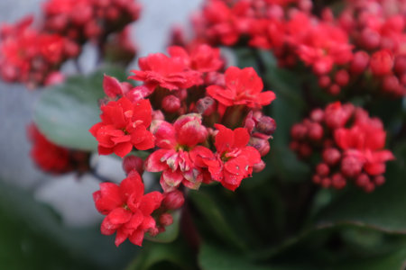 Kalanchoe blossfeldiana is a species of flowering plant in the Rubiaceae family.の写真素材