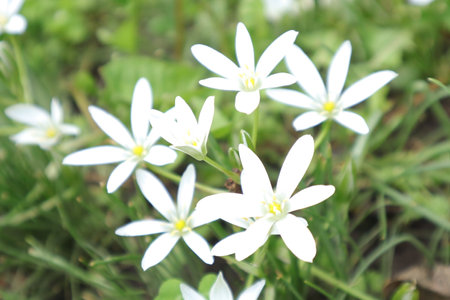 White flowers in the meadow. Spring background. White flowers.の写真素材