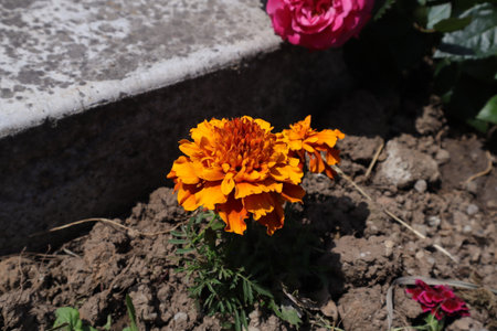 Marigold flower in the garden on the background of the graveの写真素材
