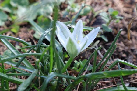 White crocus (snowdrop) in the spring garden.の写真素材