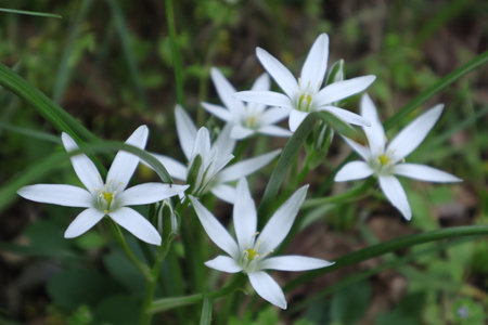 White spring flowers in the forest, close-up, macro photographyの写真素材