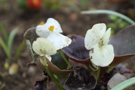 white flower on the ground in the garden, note shallow depth of fieldの写真素材