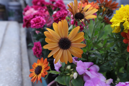 Colorful flowers in the garden at summer. Selective focus.の写真素材