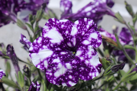 Purple and white petunia flowers close-up, selective focusの写真素材