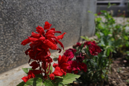 Red hibiscus flowers in the garden on a sunny dayの写真素材