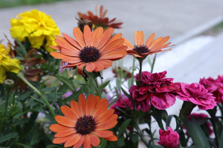beautiful flowers in the garden, selective focus, shallow DOFの写真素材