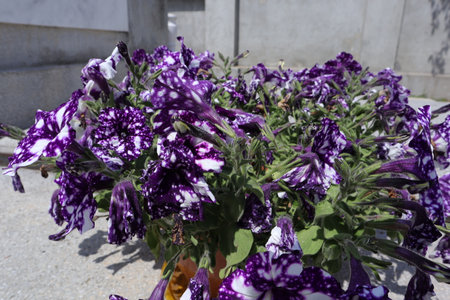 Purple Petunia flowers in the garden, Granada, Spainの写真素材