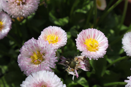 Bellis perennis - Latin name - Bellis perennisの写真素材