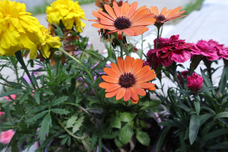 Colorful autumn flowers in the garden. Selective focus. nature.の写真素材