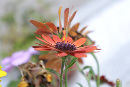 Beautiful flowers in the garden on a sunny day. Shallow depth of field.の写真素材