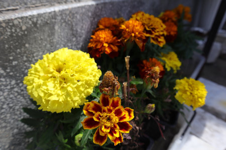 Yellow and orange marigold flowers in a pot on the streetの写真素材