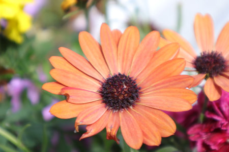 close up of orange daisy flower in the garden with blurred backgroundの写真素材