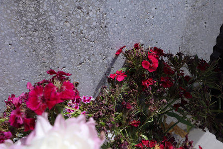 Red and white flowers in front of a stone wall in a cemeteryの写真素材