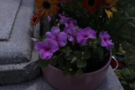 Purple flowers in a pot on a stone background, selective focusの写真素材