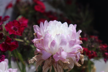 Beautiful pink and white carnation flower in the garden, stock photoの写真素材