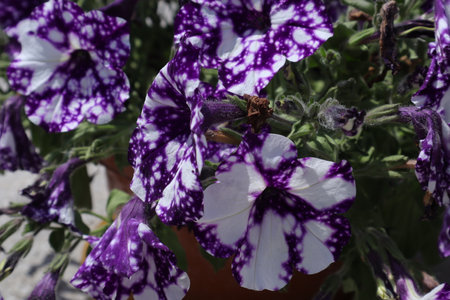 Purple and white petunia flowers in a pot on a sunny dayの写真素材
