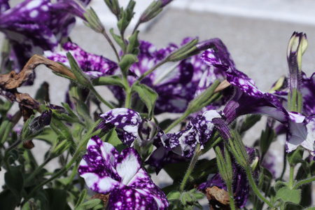 Purple and white petunia flowers with green leaves close up.の写真素材