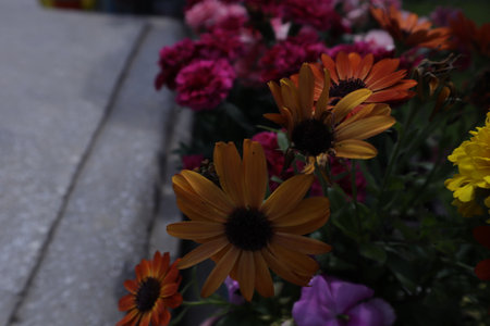 Flowerbed with colorful daisies and chrysanthemumsの写真素材