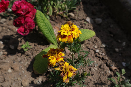Tagetes erecta, Mexican marigold, African marigold, African marigold, African marigold, African marigoldの写真素材