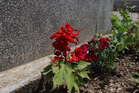 red flowers in the garden on a background of gray concrete wall.の写真素材
