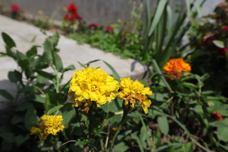 Marigold flowers in the garden. (Tagetes erecta L.)の写真素材