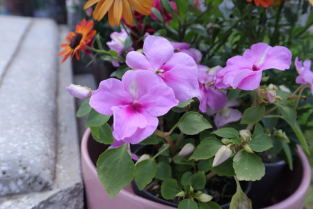 Beautiful pink flowers in a pot on the terrace of the houseの写真素材