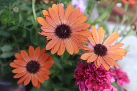 African daisy, Osteospermum africanum.の写真素材