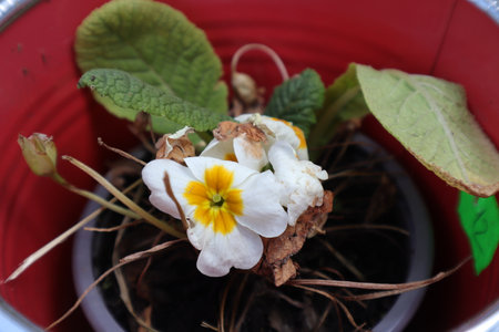 White and yellow primula flowers in a pot, closeup of photoの写真素材