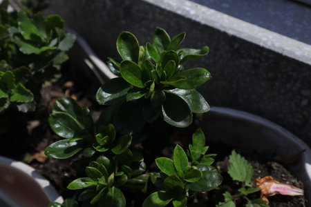 Green plants in pots on the terrace of the house, close-upの写真素材