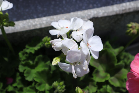 White geranium flowers in the garden, closeup of photo.の写真素材