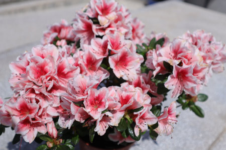 Azalea flowers in a pot. Azalea is a species of flowering plant in the genus Rhododendron.の写真素材