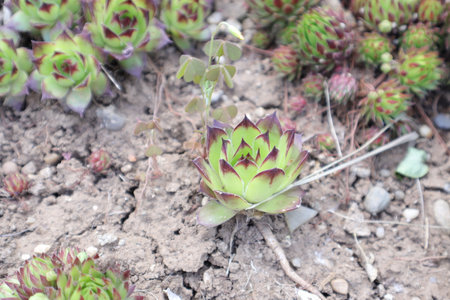 Succulent plant in the garden, closeup of photo.の写真素材