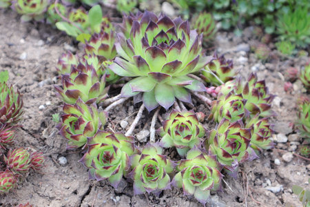 Sempervivum is a genus of flowering plants in the family Crassulaceae.の写真素材