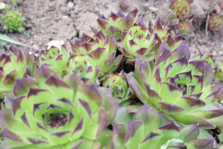 Sempervivum (succulent plant) in the gardenの写真素材
