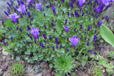 Campanula officinalis, commonly known as bellflower or bellflower.の写真素材
