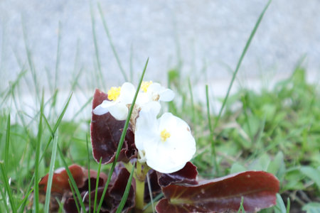 White flowers on the green grass in the garden. Selective focus.の写真素材